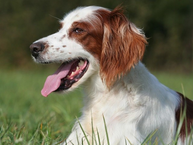 Irish Red And White Setter thumbnail